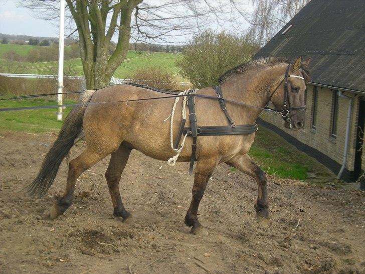 Anden særlig race Jannerupgård's Felix <3 billede 3