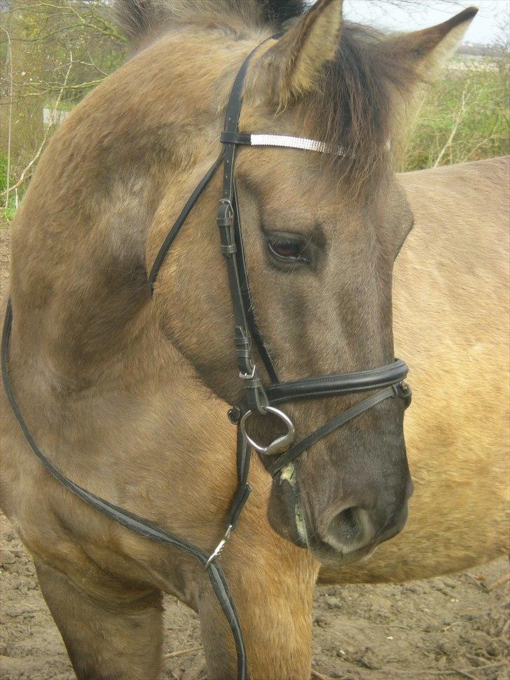 Anden særlig race Jannerupgård's Felix <3 billede 5