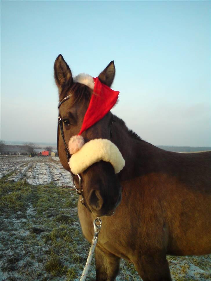 Anden særlig race Jannerupgård's Felix <3 - Se liii hvor smuk jeg er ! xP billede 6