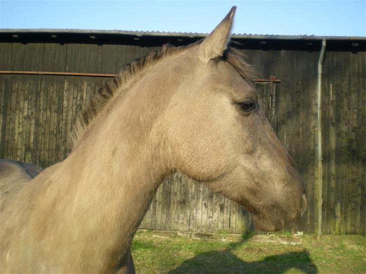 Anden særlig race Jannerupgård's Felix <3 billede 7