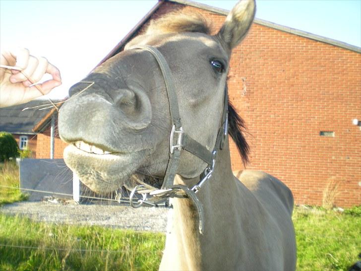 Anden særlig race Jannerupgård's Felix <3 billede 8