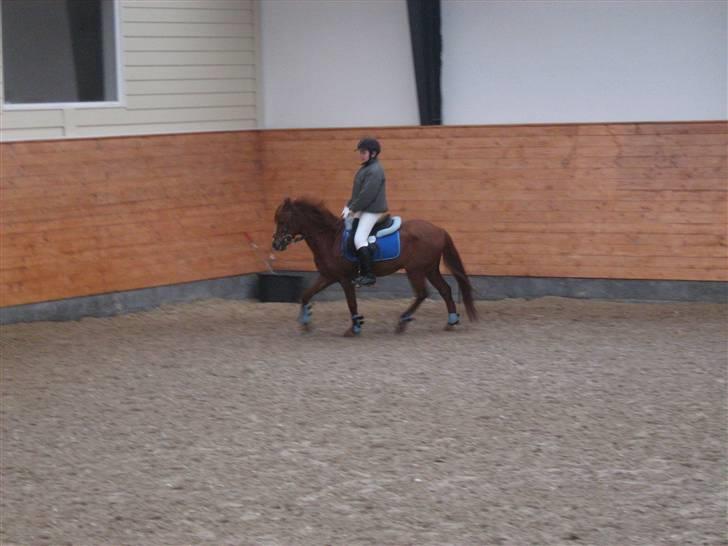 Anden særlig race RON : SOLGT - opvarming  april springstævne - vores første c-stævne billede 12