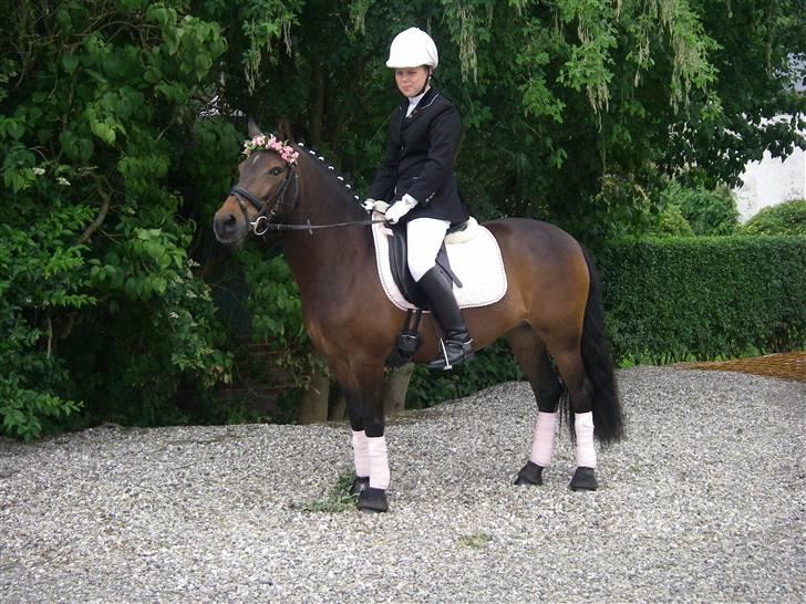 Anden særlig race lucky lee (solgt) - ringridning 2007 billede 6