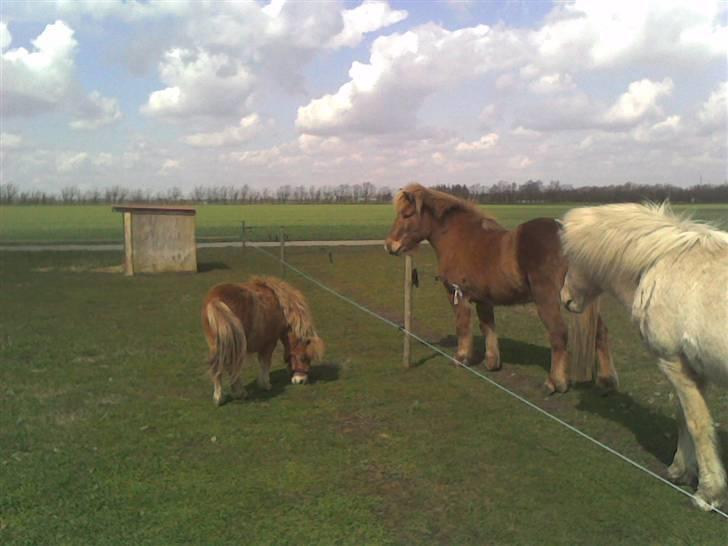 Miniature Elisa ( Eli ) - Mig og de andre kæmpe heste  billede 11