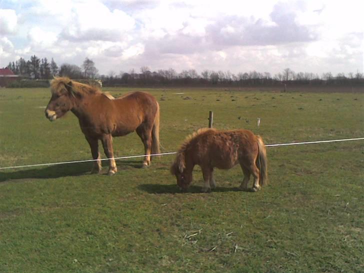 Miniature Elisa ( Eli ) - Ligner vi ikk hinanden ? billede 13