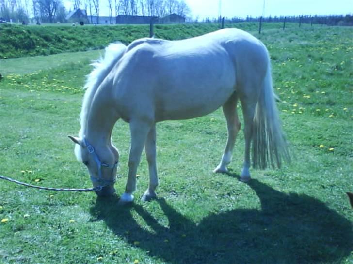 Palomino Dixie.  billede 14