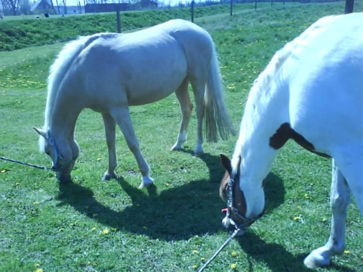 Palomino Dixie.  billede 15