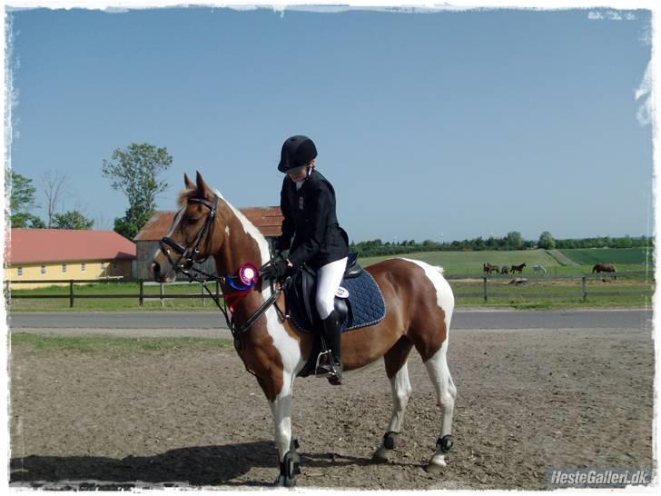 Pinto Nerolientje - #8 Nerolientje&jeg til stævne i Klarup. Clear round ULB<3 foto: Mor. billede 7