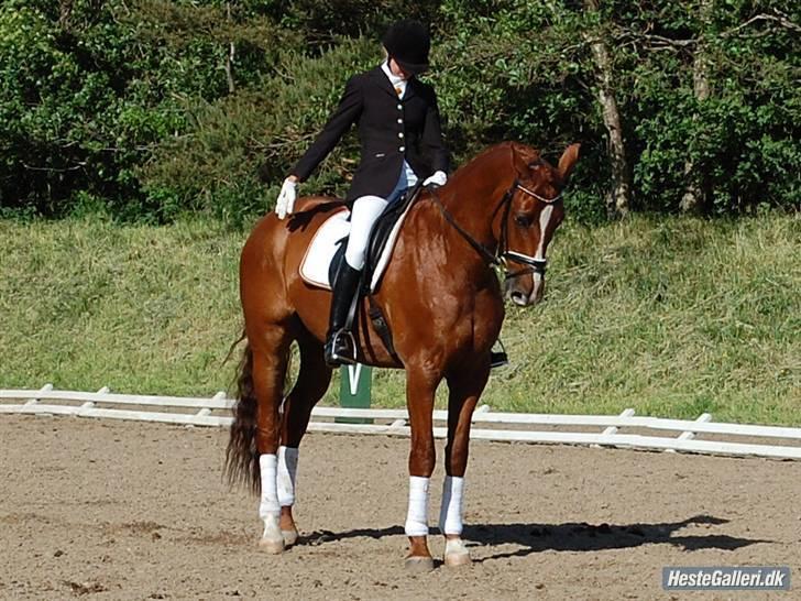 Dansk Varmblod Dupont "C" - Vores første stævne sammen, søndag d. 1/6. LA1 til 66,6. Foto Ida M. billede 1