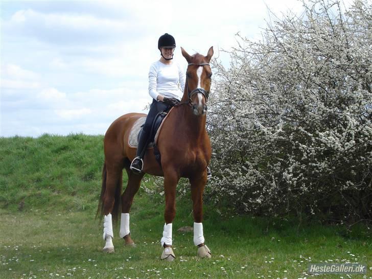 Dansk Varmblod Dupont "C" - d. 26/4, efter træning : ) Foto Min Far. billede 2