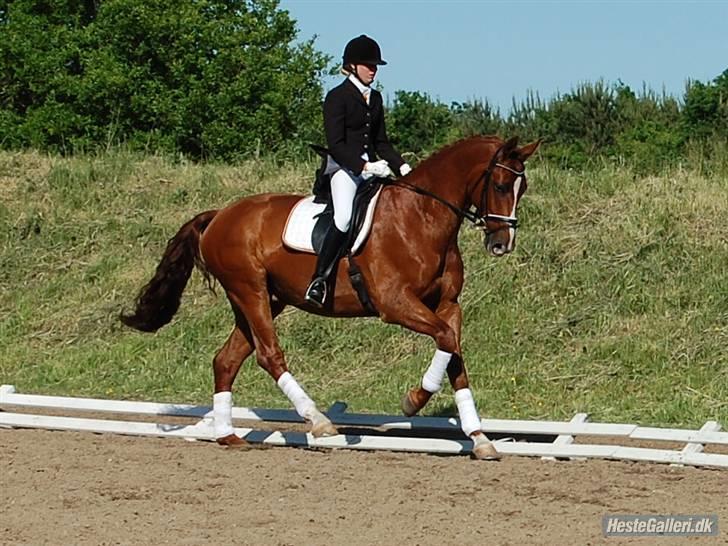 Dansk Varmblod Dupont "C" - Vores første stævne sammen, søndag d. 1/6. LA1 til 66,6. Foto Ida M. billede 3