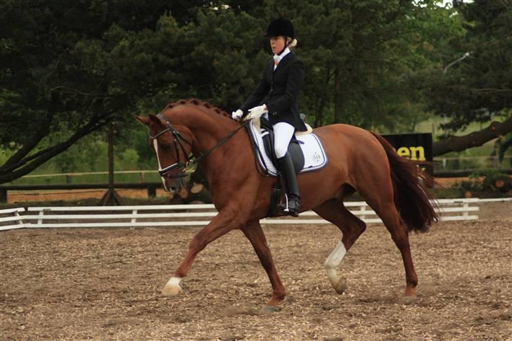 Dansk Varmblod Dupont "C" - middeltrav LA5 billede 4