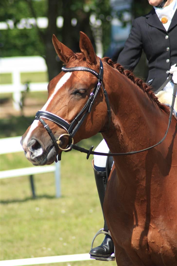 Dansk Varmblod Dupont "C" - løgstrup 2009 billede 5