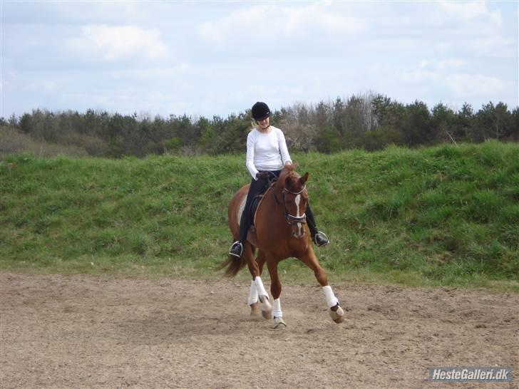 Dansk Varmblod Dupont "C" - Træning d. 26/4-08. Foto min Far. billede 7