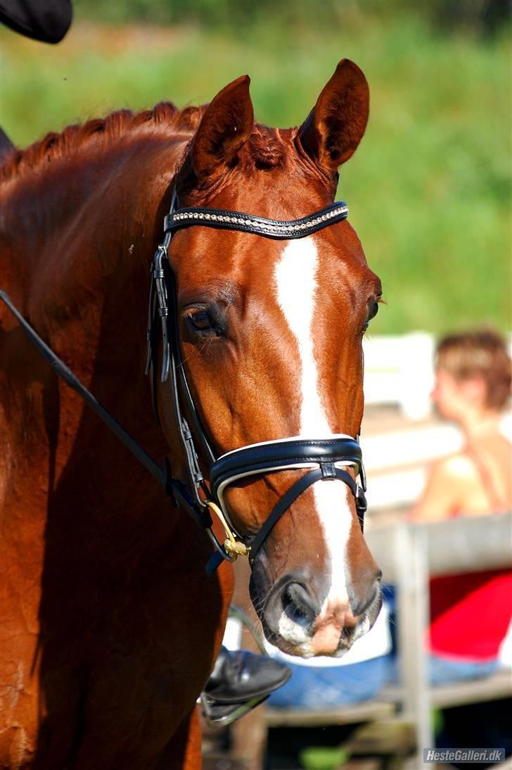 Dansk Varmblod Dupont "C" - Træning d. 26/4-08. Foto min Far. billede 8