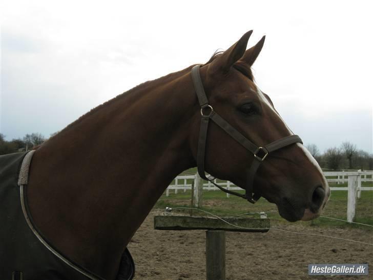 Dansk Varmblod Dupont "C" - Dupont på fold en af de første dage : P Foto Melene billede 9