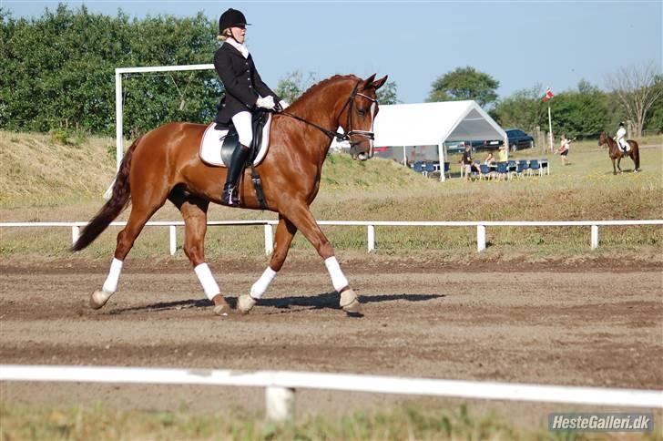 Dansk Varmblod Dupont "C" - Første c-stævne efter kun 2 måneder sammen LA1 til 69,6% og nr. 2 : ) billede 10
