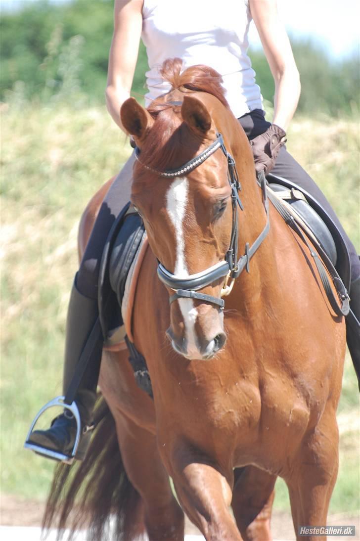 Dansk Varmblod Dupont "C" - Træning d. 6/6-08, lige lidt løsgørende arbejde, efter halthed. Foto Mette H billede 11