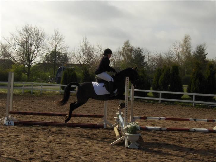 Anden særlig race Stacia - SOLGT - springstævne LD, nyborg rideklub april 2008 billede 11