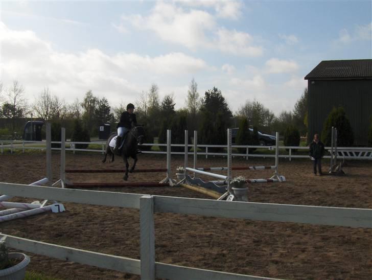 Anden særlig race Stacia - SOLGT - springstævne LD, nyborg rideklub april 2008 billede 13