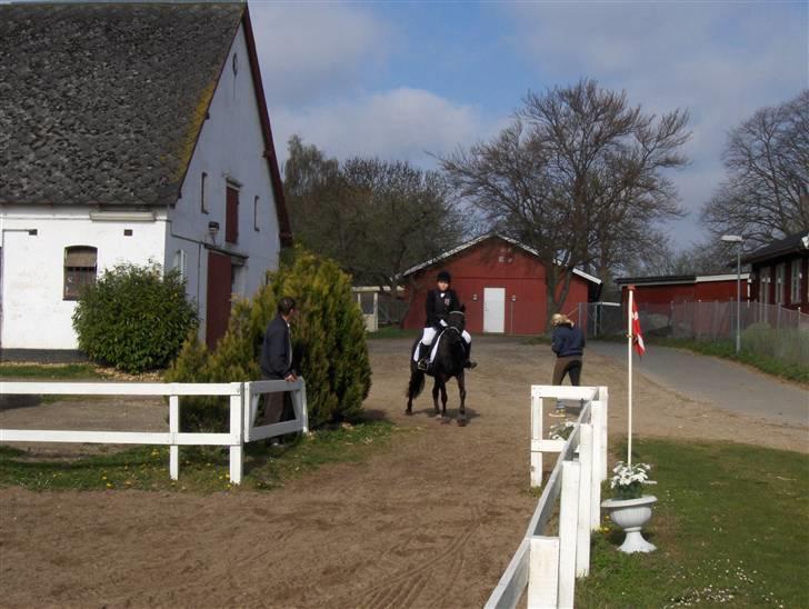 Anden særlig race Stacia - SOLGT - springstævne LD, nyborg rideklub april 2008 billede 14