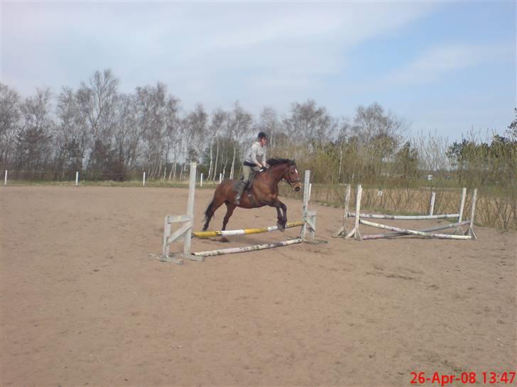 Dansk Varmblod Hannibald RIP - min veninde der tager et lille hop på Hannibal billede 15