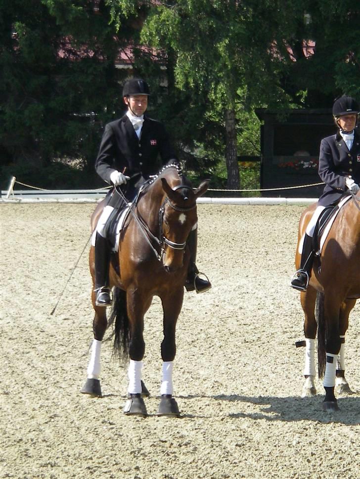 Dansk Varmblod Lock fight (død) - stævne i østrig billede 1