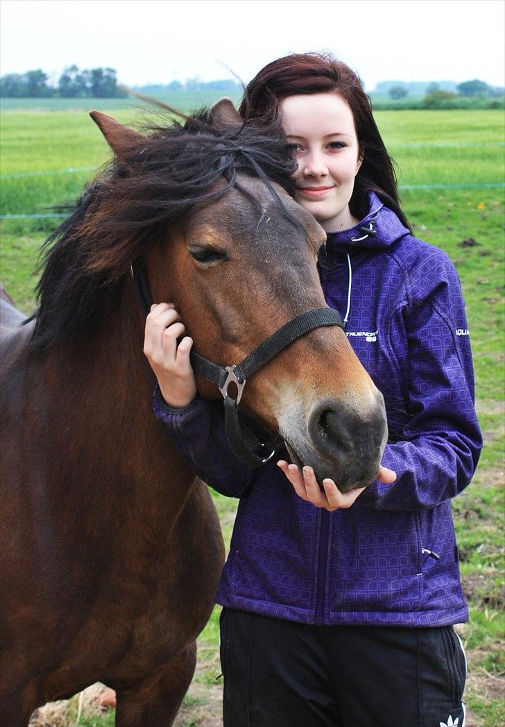 Hollandsk Sportspony | Selena - Mulle engang i 2010. billede 1