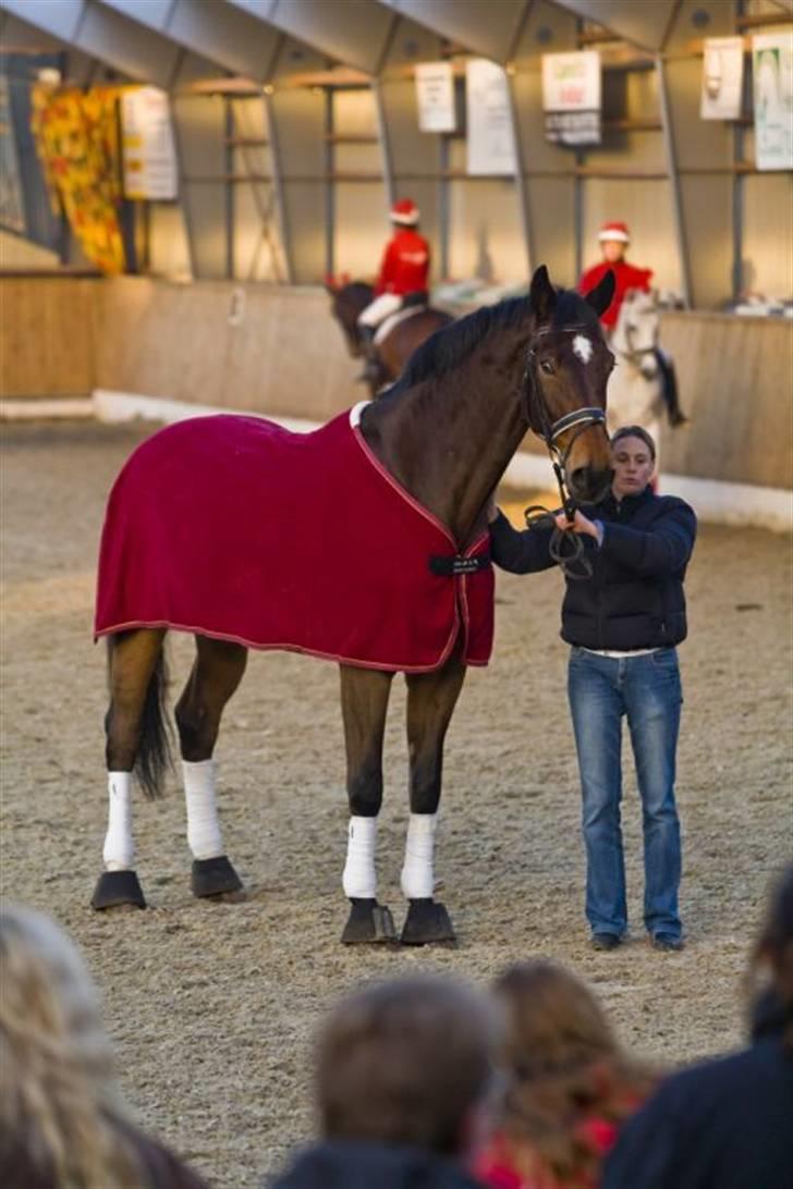 Dansk Varmblod Lock fight (død) - sponsor overrækkelse jul 2007 billede 6