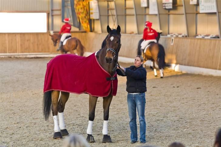 Dansk Varmblod Lock fight (død) - lock fight med nordisk mester tæppe billede 7