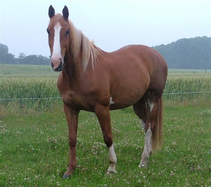 Holstener Jaqueline - jackie sommeren 07, æv det regner billede 2