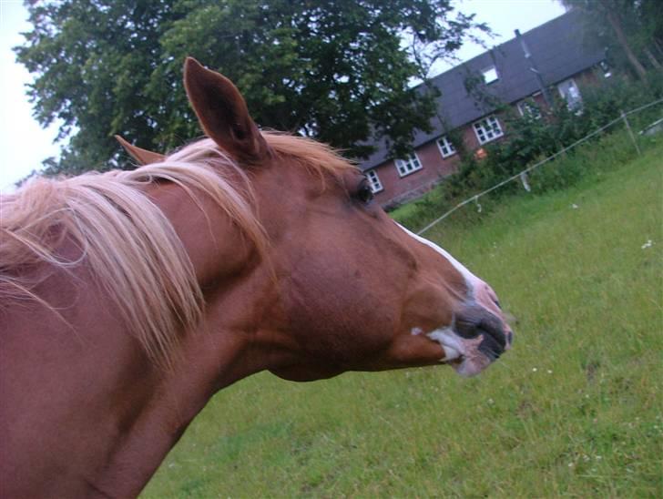 Holstener Jaqueline - åhh det er så dejligt at blive kløet lige der billede 3