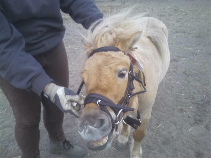 Shetlænder Little Golden Dream † - Første gang med hovedtøj. Fine bisser han har :D! billede 1