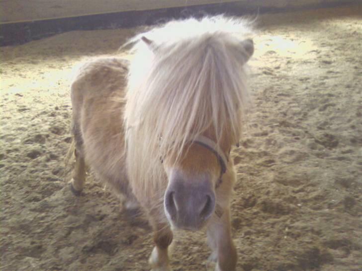 Shetlænder Little Golden Dream † - Da han lige var kommet, ulækker i pelsen.  billede 2