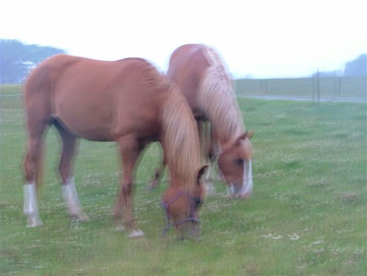 Holstener Jaqueline - Jackie og Oliviya sommer 07 billede 4