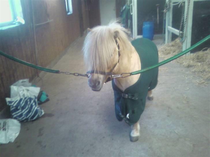 Shetlænder Little Golden Dream † - Med sit fine nye tæppe, som dog var lidt for stort :b  billede 3