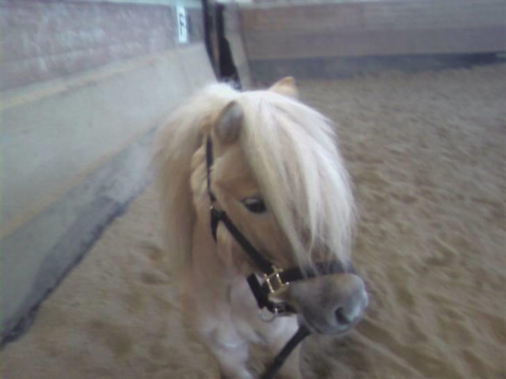 Shetlænder Little Golden Dream † - Den flotte pony!  billede 4