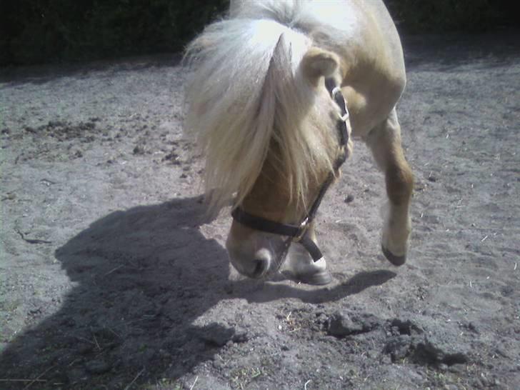 Shetlænder Little Golden Dream † - Årh, babypony!<3 billede 5