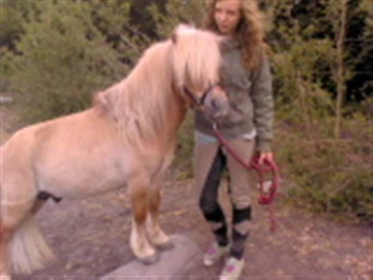 Shetlænder Little Golden Dream † - Dygtige Golden, stå på træstub! Beklager den  dårlige kvalitet.  billede 6