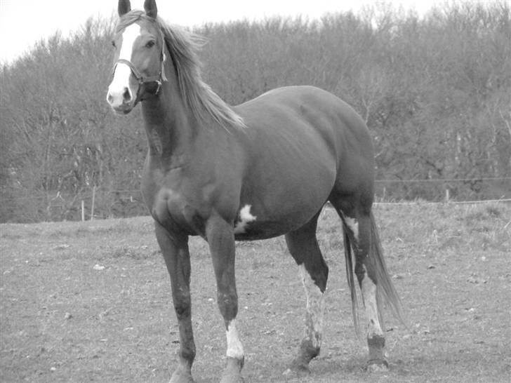 Holstener Jaqueline - Jackie marts 08 2 måneder til foling billede 5