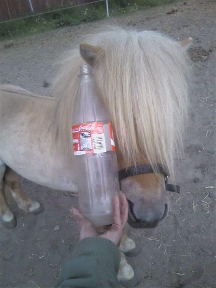 Shetlænder Little Golden Dream † - Hans hoved er på størresle med en cola-flaske! ;o  billede 7