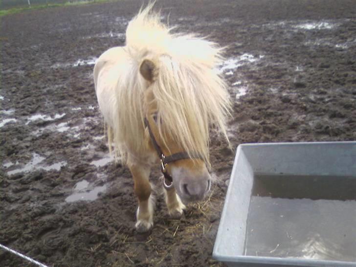 Shetlænder Little Golden Dream † - Smuksakken!  billede 8