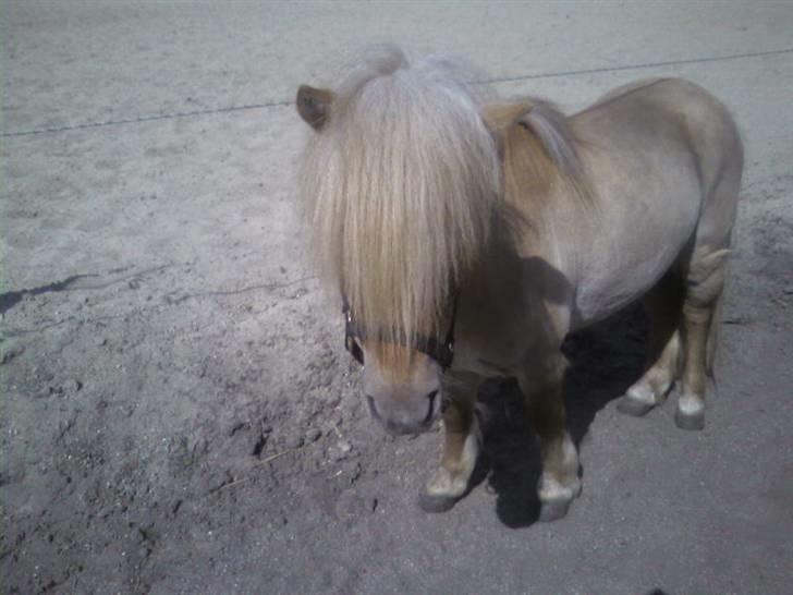 Shetlænder Little Golden Dream † - Jeg elsker dig min lille pony!  billede 9