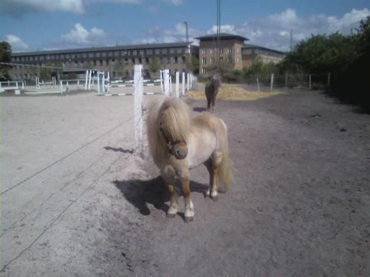 Shetlænder Little Golden Dream † - Lækker! :D billede 10