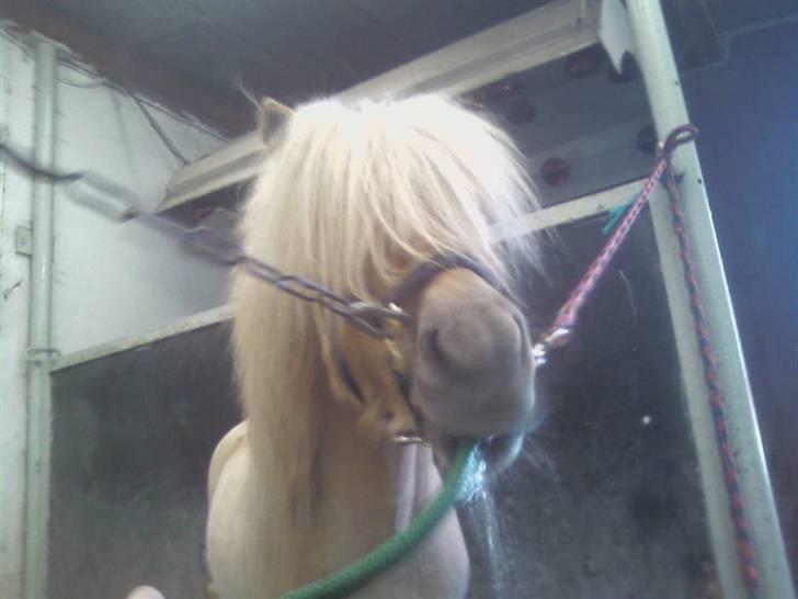 Shetlænder Little Golden Dream † - Vand fra vandslangen, kan selv holde på den (;  billede 11