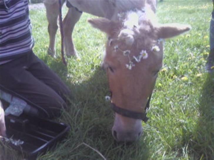 Shetlænder Little Golden Dream † - Hyggedag, han fik flettet blomster i hele manen + halen :b  billede 12