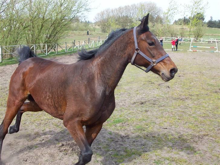 Traver **-<3Elli Star<3-** - hej, og velkommen til Elli Star´s profil :-) her løber hun lige på banen for at krudte af ;-) billede 1