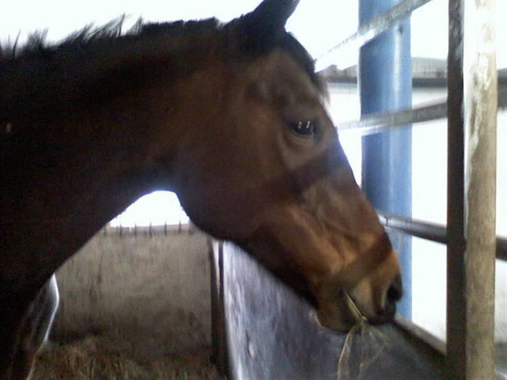 Traver **-<3Elli Star<3-** - NEEEEEJ! :-D der kommer nogle og kigger på mig! uhh, de har guf med... hmm... jeg kan måske afsætte dem to min. :-P billede 2