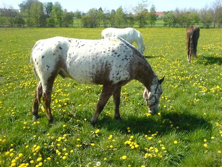 Appaloosa Carlo billede 8