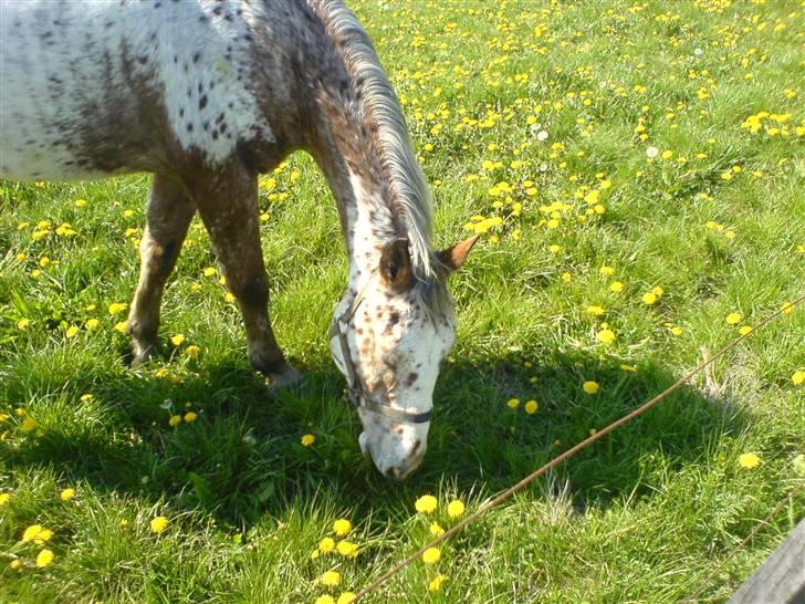 Appaloosa Carlo billede 9